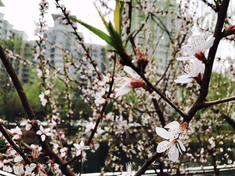 樱花饼、桃花酒、槐花饭……“吃花季” 你喜欢哪一道？