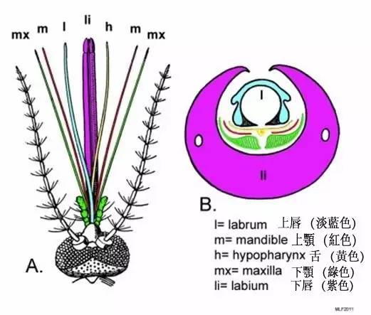 艾滋病(HIV)