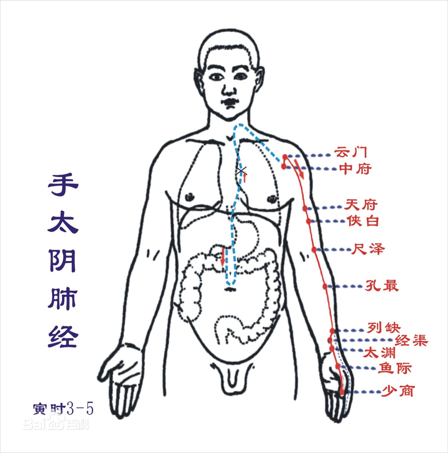 手太阴肺经,十二经脉之一。