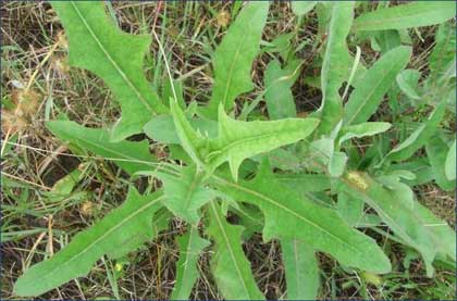 吃野菜悠着点 不能太任性！