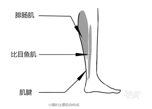 小腿腓肠肌