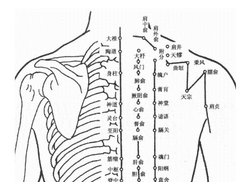 背部腧穴