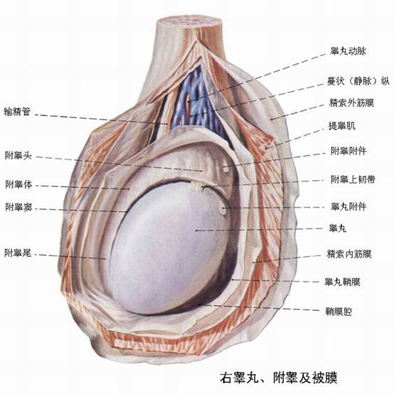 睾丸