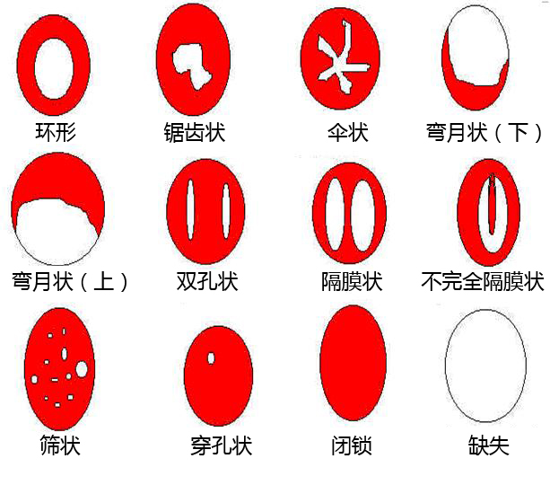 原图来自 www.menstrual-cycle.info