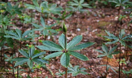 男人不能碰这8种中药  8种杀死精子致不育的中药