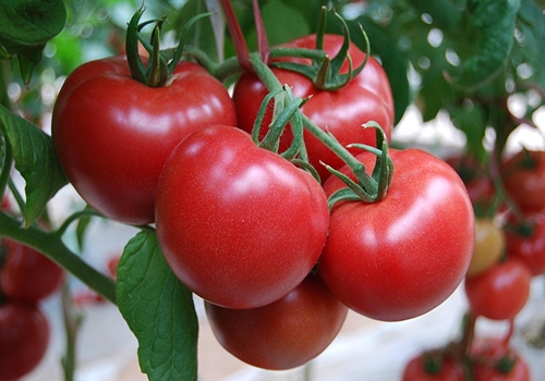 美容养生圣品 变色番茄抗癌佳