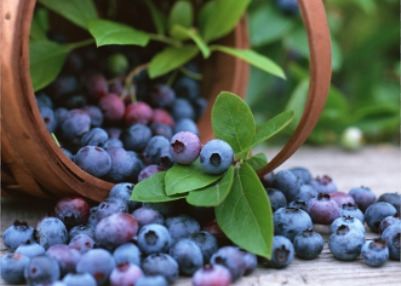 四“莓”水果养生功效大不同